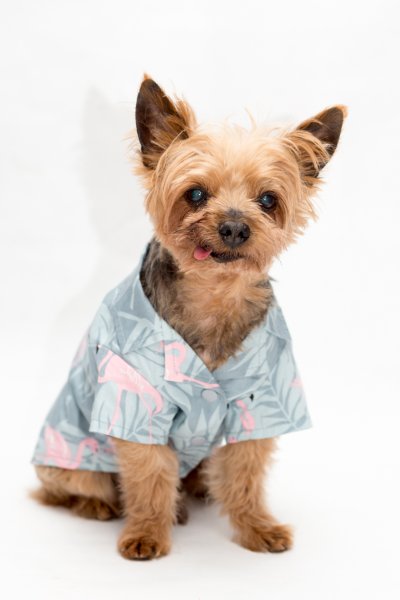 Flamingo Shirt by Dogo Pet