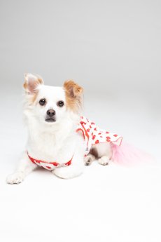 Strawberry Dress by Dogo Pet