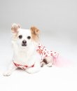 Strawberry Dress by Dogo Pet